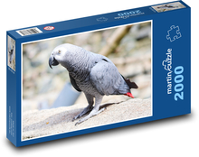 Szara papuga Puzzle 2000 elementów - 90x60 cm