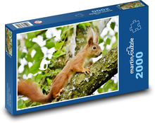 Eichhörnchen - Nagetier Puzzle 2000 Teile - 90 x 60 cm