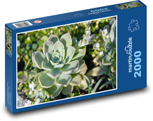 Sukulent - rastlina Puzzle 2000 dielikov - 90 x 60 cm