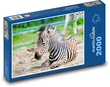Zebra Puzzle 2000 Teile - 90 x 60 cm