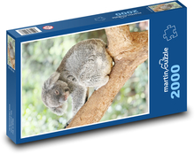 Koala na stromě Puzzle 2000 - 90x60 cm