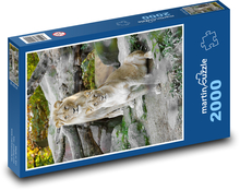 Lev a levice v prírode Puzzle 2000 dielikov - 90 x 60 cm