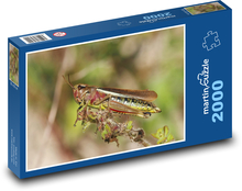 Locusts Puzzle 2000 pieces - 90 x 60 cm