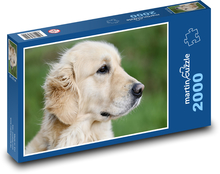 Zlatý retriever - pes Puzzle 2000 dielikov - 90 x 60 cm