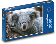 Koala - torbacz Puzzle 2000 elementów - 90x60 cm