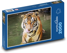 Tygr v řece Puzzle 2000 dílků - 90 x 60 cm