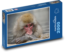 Makak - opica Puzzle 2000 dielikov - 90 x 60 cm