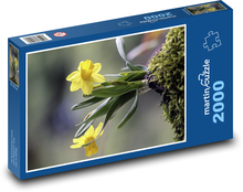 Žltý narcis Puzzle 2000 dielikov - 90 x 60 cm