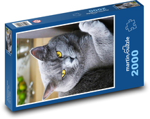 Britská krátkosrstá mačka Puzzle 2000 dielikov - 90 x 60 cm