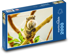 Imperial Tamarin - Long Beard Puzzle 2000 pieces - 90 x 60 cm
