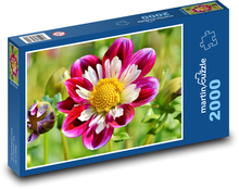 Cínie - květina Puzzle 2000 - 90x60 cm