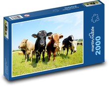 Kravy v teréne Puzzle 2000 dielikov - 90 x 60 cm
