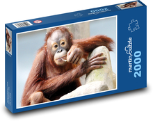 Orang-Utan - Affe Puzzle 2000 Teile - 90 x 60 cm