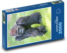 Gorila nížinná Puzzle 2000 dílků - 90 x 60 cm