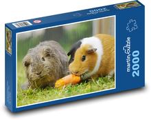 Świnki morskie - gryzonie Puzzle 2000 elementów - 90x60 cm