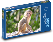 Opica - šimpanz Puzzle 2000 dielikov - 90 x 60 cm