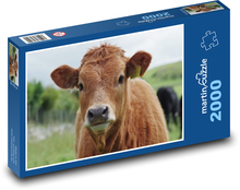 Brązowa krowa Puzzle 2000 elementów - 90x60 cm