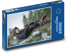 Šimpanz - opica Puzzle 2000 dielikov - 90 x 60 cm