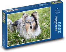 Owczarek szetlandzki Puzzle 2000 elementów - 90x60 cm