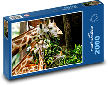 Giraffes - feeding Puzzle 2000 pieces - 90 x 60 cm