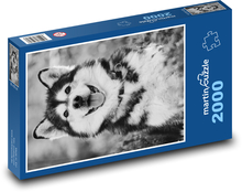 Malamut - pes Puzzle 2000 dielikov - 90 x 60 cm
