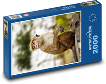 Affe - Makake Puzzle 2000 Teile - 90 x 60 cm