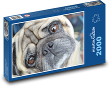 Mops - pes Puzzle 2000 dielikov - 90 x 60 cm