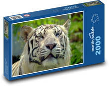 Bengálsky tiger Puzzle 2000 dielikov - 90 x 60 cm