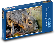 Steppe mara - hlodavec Puzzle 2000 dielikov - 90 x 60 cm