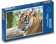 Tygrys Puzzle 2000 elementów - 90x60 cm