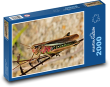 Locusts - insects Puzzle 2000 pieces - 90 x 60 cm