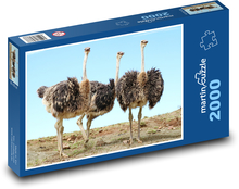 Strauß - Vogel Puzzle 2000 Teile - 90 x 60 cm