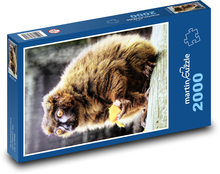 Lemur rudobřichý Puzzle 2000 dílků - 90 x 60 cm