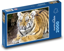 Tiger - Junges Puzzle 2000 Teile - 90 x 60 cm