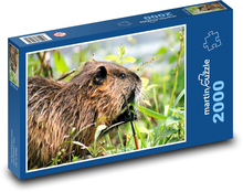 Nutria - gryzoń Puzzle 2000 elementów - 90x60 cm