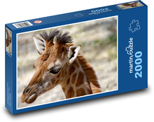 Žirafa - mládě Puzzle 2000 dílků - 90 x 60 cm