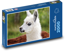 Lama - Alpaka Puzzle 2000 - 90x60 cm