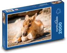Finnische Waldrentiere Puzzle 2000 Teile - 90 x 60 cm