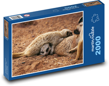 Surykatki - ssaki Puzzle 2000 elementów - 90x60 cm