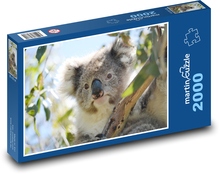 Koala - vačkovec Puzzle 2000 dielikov - 90 x 60 cm