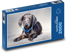 Jamnik - szczeniak Puzzle 2000 elementów - 90x60 cm