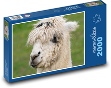 Alpaka - lama Puzzle 2000 - 90x60 cm