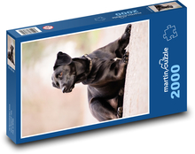 Labradorský pes Puzzle 2000 dielikov - 90 x 60 cm