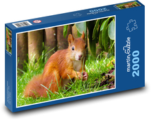 Wiewiórka - gryzoń Puzzle 2000 elementów - 90x60 cm