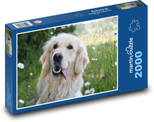 Zlatý retriever - pes Puzzle 2000 dielikov - 90 x 60 cm