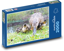 Vodní ptactvo - kachňata Puzzle 2000 - 90x60 cm