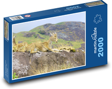 Tier - Ziege Puzzle 2000 Teile - 90 x 60 cm