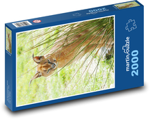 Caracal - šelma Puzzle 2000 dielikov - 90 x 60 cm