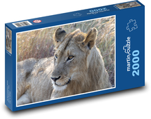 Lwica - dzikie zwierzę Puzzle 2000 elementów - 90x60 cm