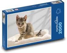European Shorthair Puzzle 2000 elementów - 90x60 cm